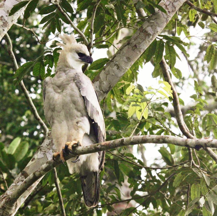Wasai Tambopata Lodge Eksteriør billede