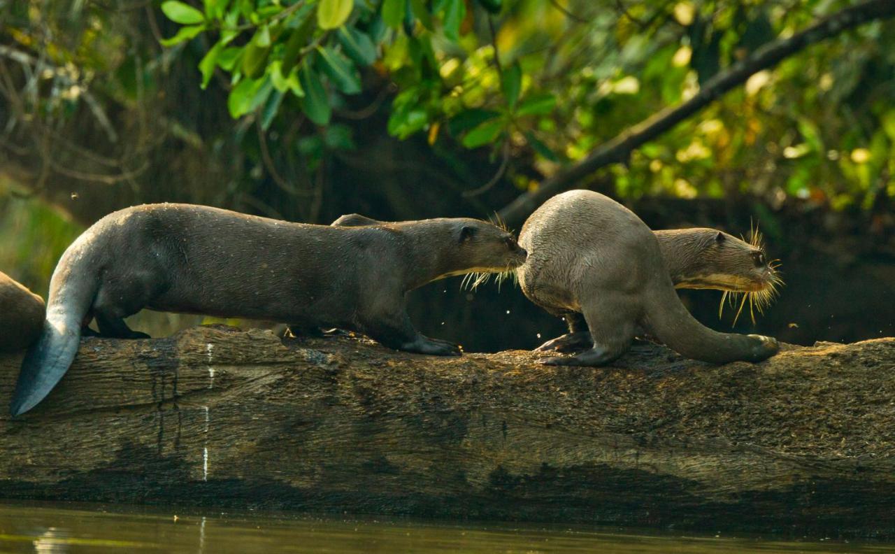 Wasai Tambopata Lodge Eksteriør billede