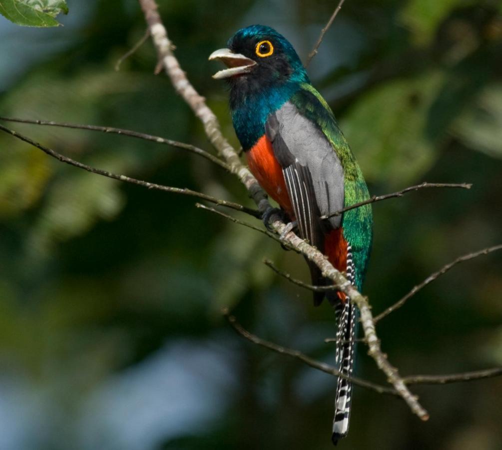 Wasai Tambopata Lodge Eksteriør billede
