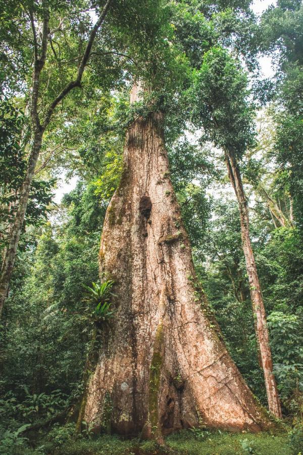 Wasai Tambopata Lodge Eksteriør billede